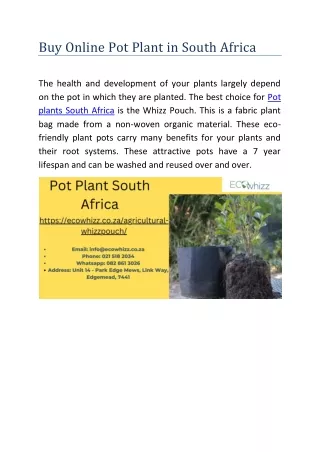 Buy Online Pot Plant in South Africa