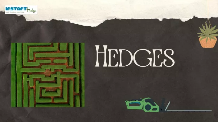 hedges