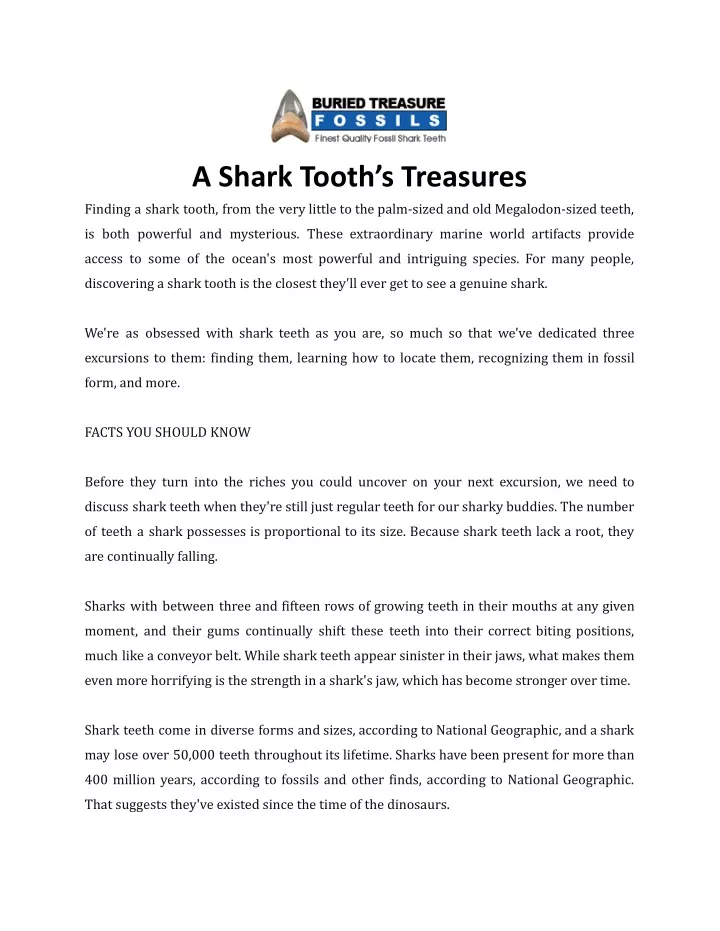 a shark tooth s treasures