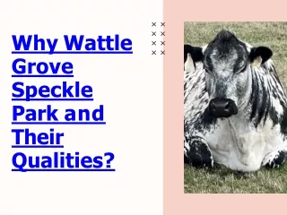 Why Wattle Grove Speckle Park and Their Qualities