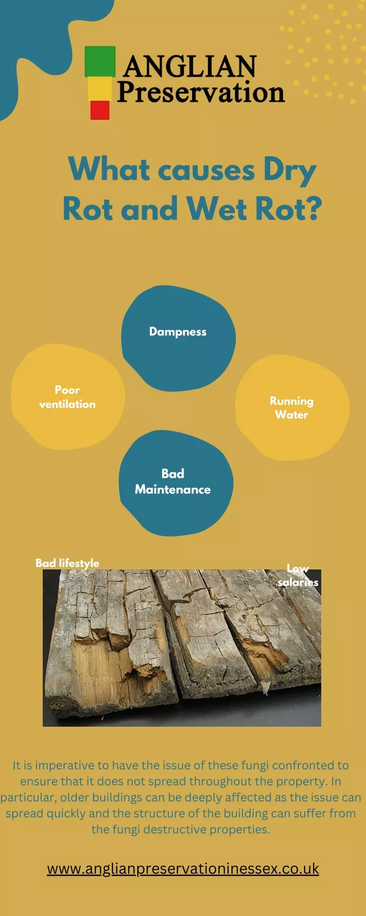 what causes dry rot and wet rot