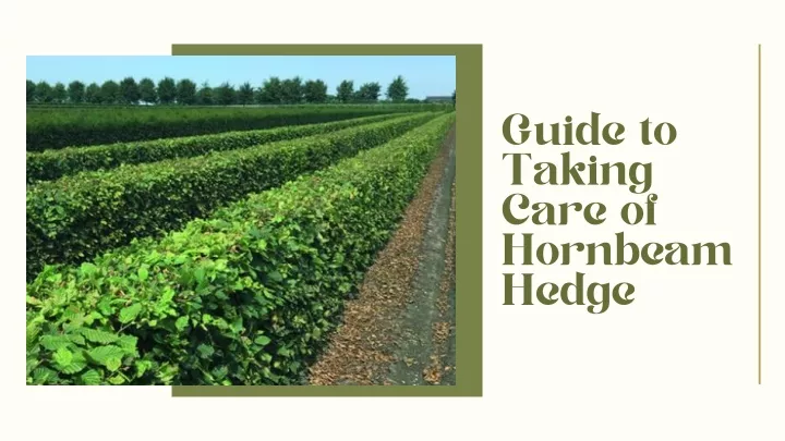 guide to taking care of hornbeam hedge