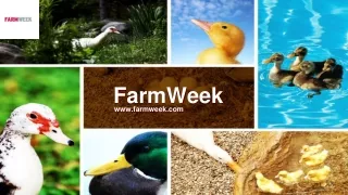 5 Factors to Consider Before Starting Your Own Poultry Farm_FarmWeek