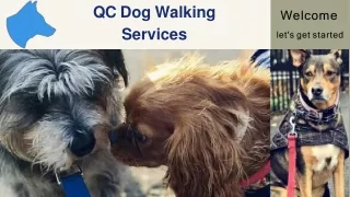 Best Dog Walkers Near Brooklyn | QC Dog Walking Services