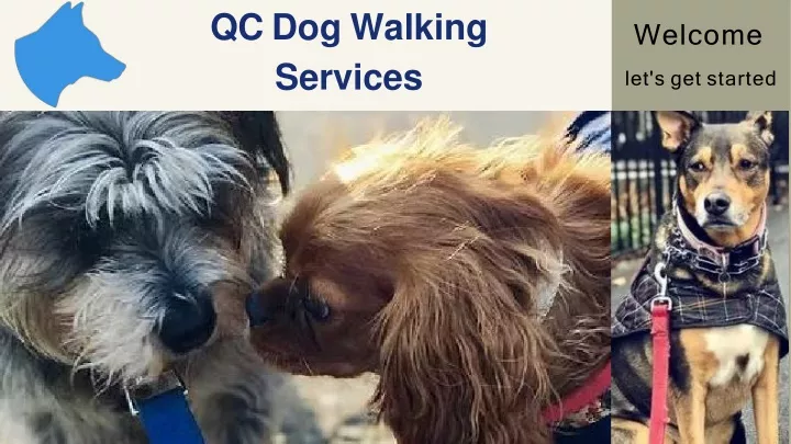 qc dog walking services