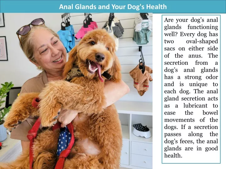 anal glands and your dog s health