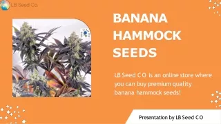 Buy Banana Hammock Seeds | LB Seed CO