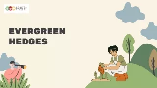 evergreen hedges