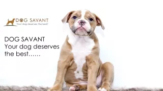 dog savant your dog deserves the best