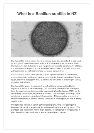 what is a bacillus subtilis in nz
