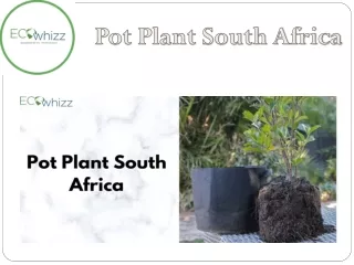 The Only Pot Plants South Africa Guide You'll Ever Need