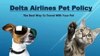 Delta Airlines Pet Policy: Best Way To Travel With Your Pet