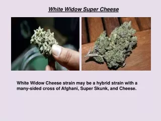 White Widow Super Cheese