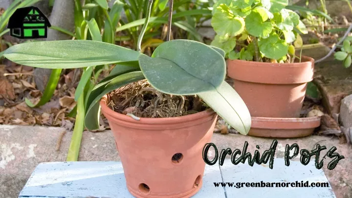 orchid pots