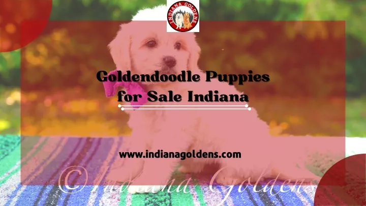 goldendoodle puppies goldendoodle puppies