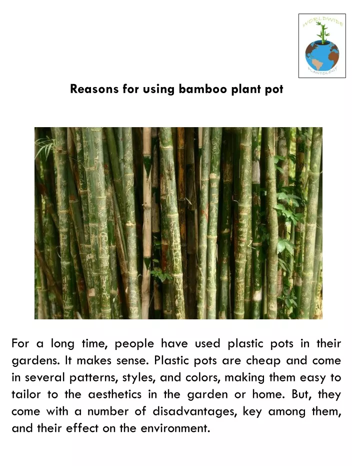 reasons for using bamboo plant pot