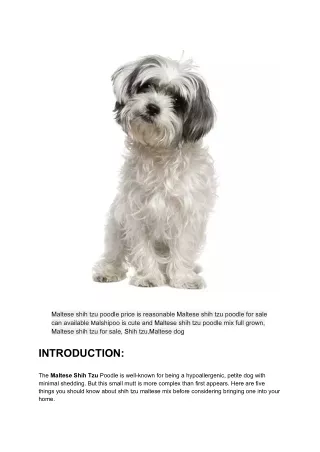The Maltese Shih Tzu Poodle_ TEN Facts _ Mutt Store Online