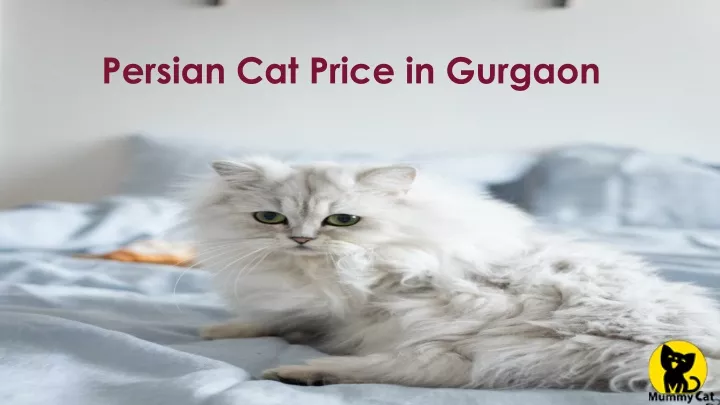 persian cat price in gurgaon