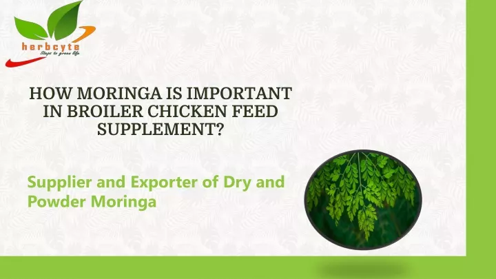 how moringa is important in broiler chicken feed supplement