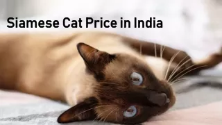 siamese cat price in india