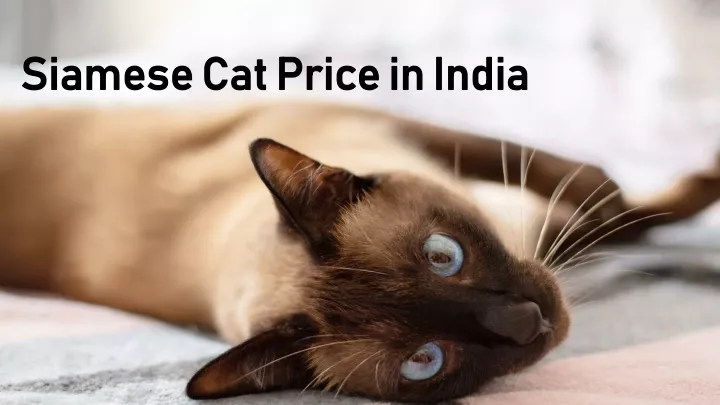 siamese cat price in india