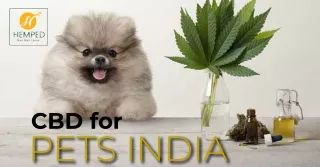 CBD For Pets India