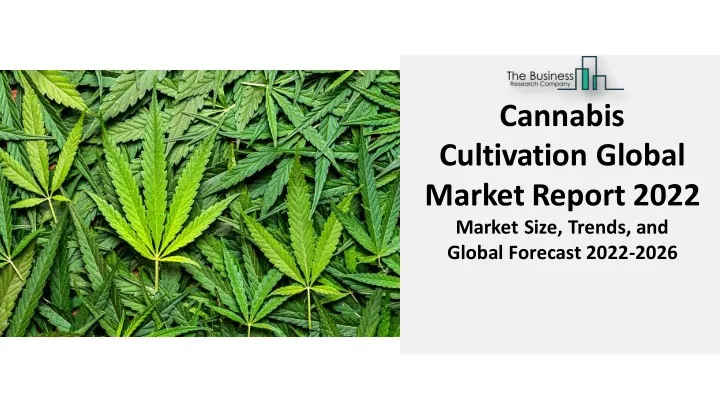 cannabis cultivation global marketreport 2022