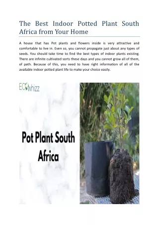 The Best Indoor Potted Plant South Africa from Your Home