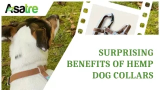 Surprising Benefits of Hemp Dog Collars