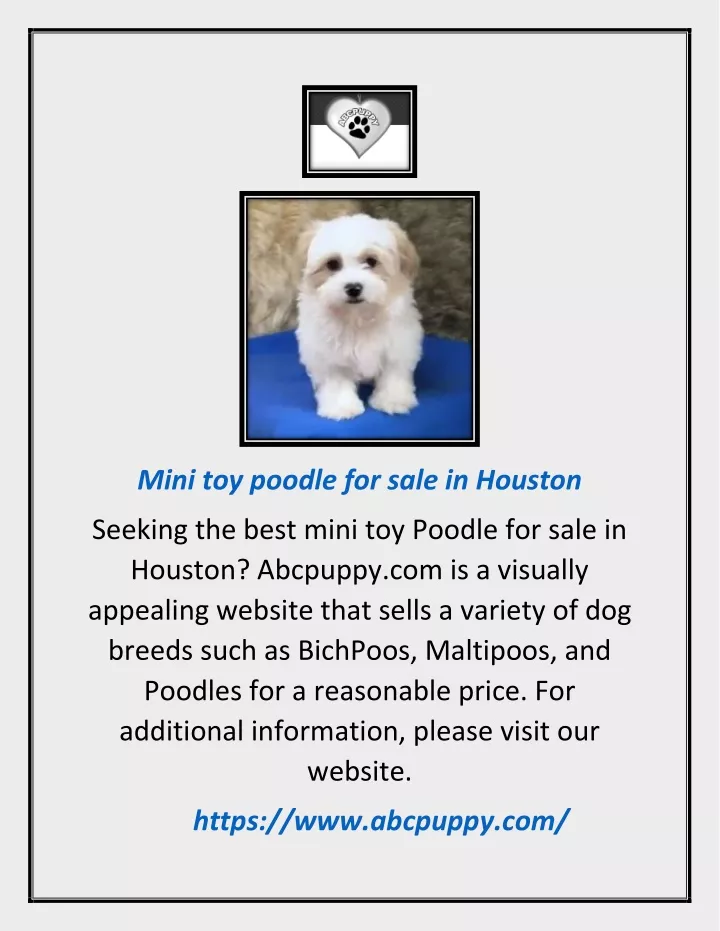 mini toy poodle for sale in houston