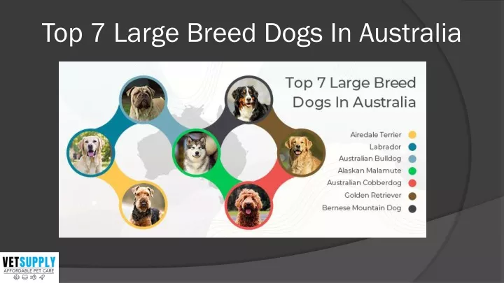 top 7 large breed dogs in australia