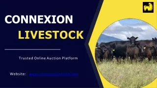 Cattle for Sale - ConneXion Livestock