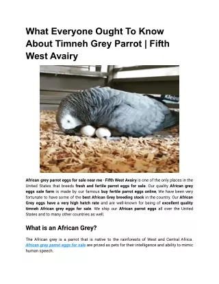 What Everyone Ought To Know About Timneh Grey Parrot _ Fifth West Avairy