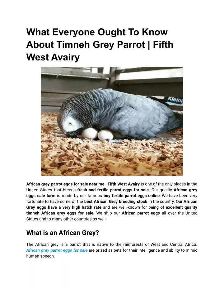 what everyone ought to know about timneh grey