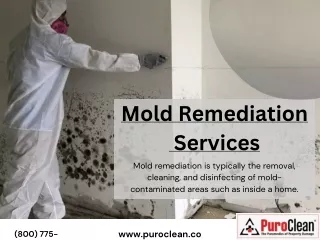 mold testing bloomington il