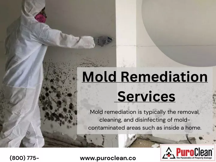 mold remediation services