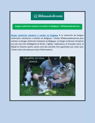 Berger américain minature à vendre en Belgique | Wildaussiedream.be