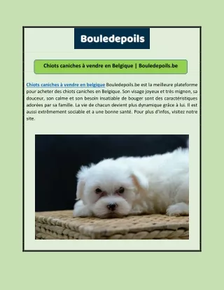 Chiots caniches à vendre en Belgique | Bouledepoils.be