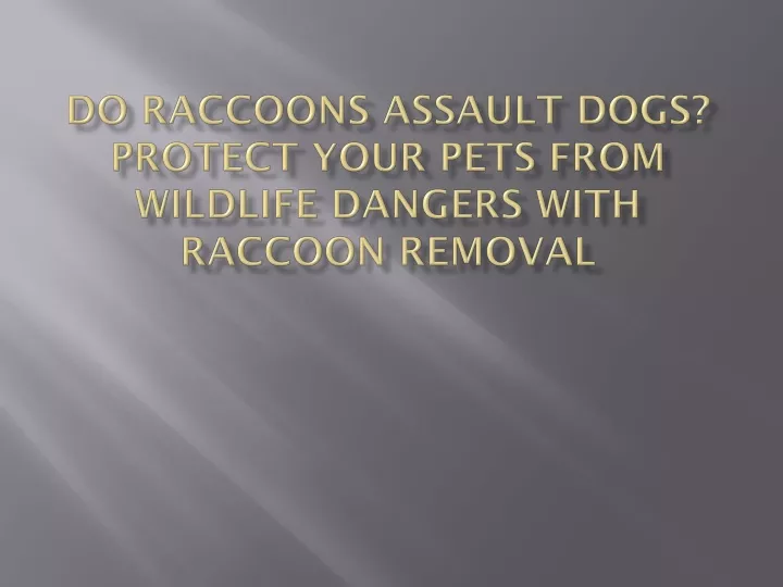 do raccoons assault dogs protect your pets from wildlife dangers with raccoon removal
