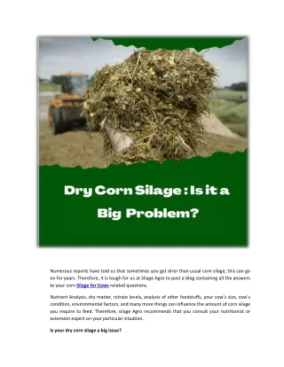 dry corn silage is it a big problem