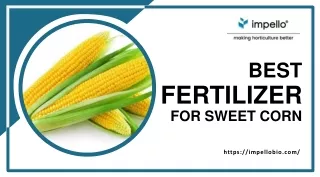 5 amazing benefits of using organic fertilizers for corn plants