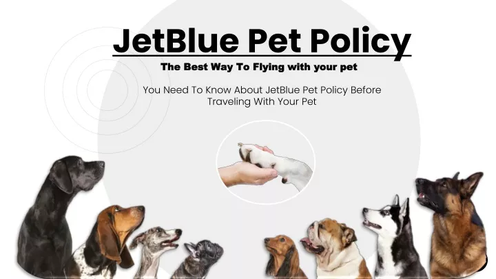 jetblue pet policy