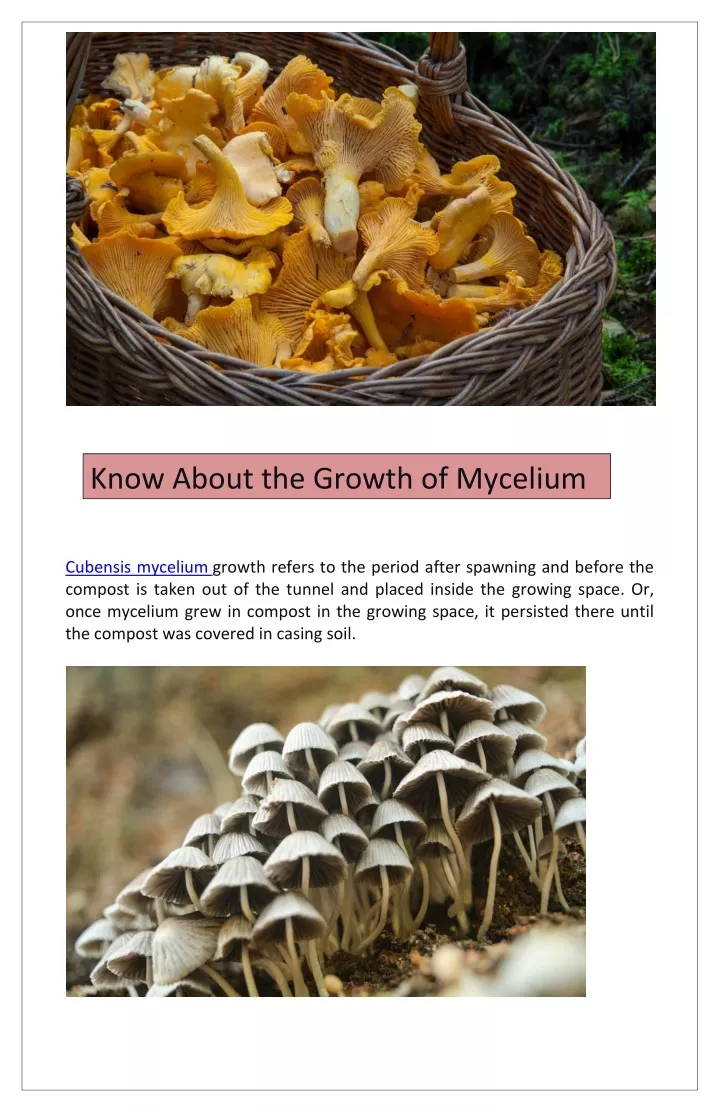 know about the growth of mycelium