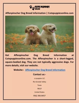 Affenpinscher Dog Breed Information | Cutepuppiesonline.com