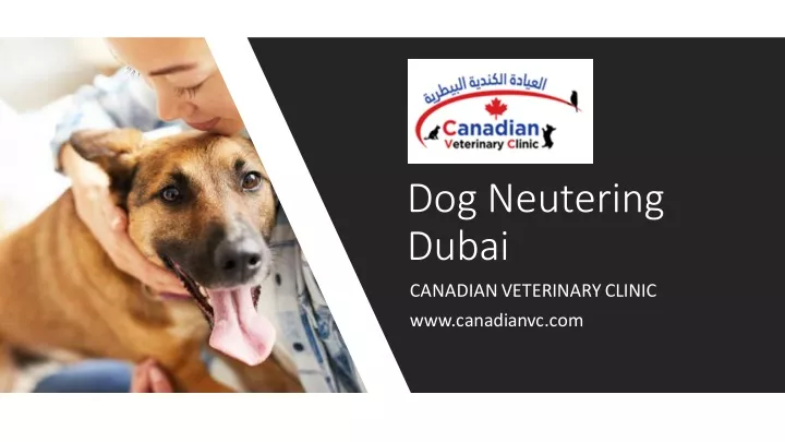 dog neutering dubai