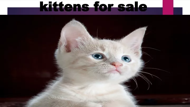 kittens for sale