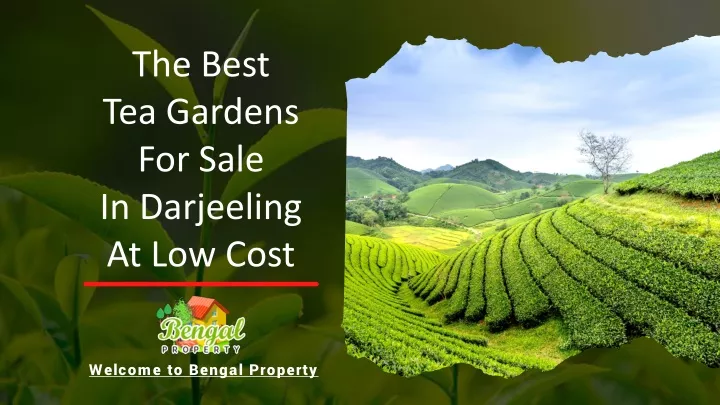 the best tea gardens for sale in darjeeling