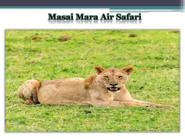 masai mara air safari