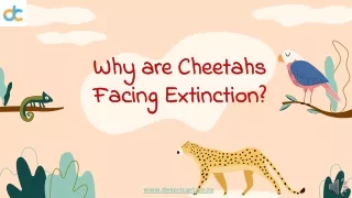 why are cheetahs facing extinction