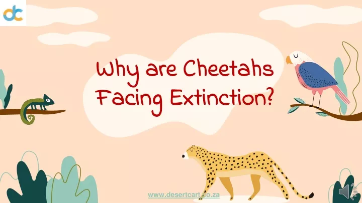 why are cheetahs facing extinction